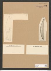 Diatomeae indet. Zeichnungen Sammlung Grunow Nr. 3311 (NHMW-BOT-W0370806)